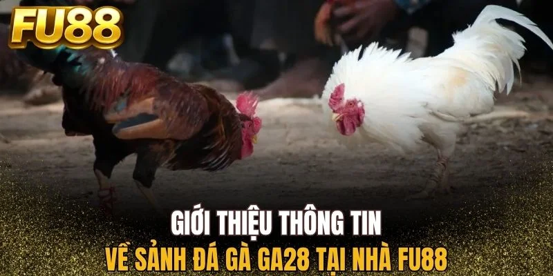 Sơ lược thông tin về sảnh đá gà GA28 tại nhà FU88
