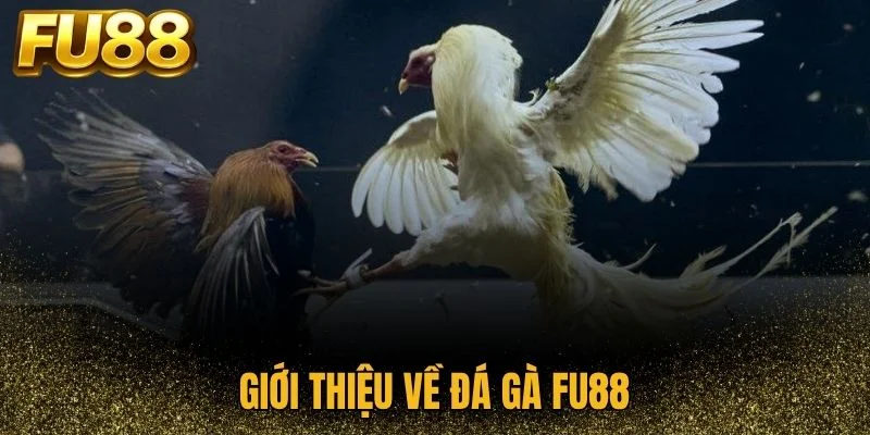 Tổng quan sảnh đá gà FU88