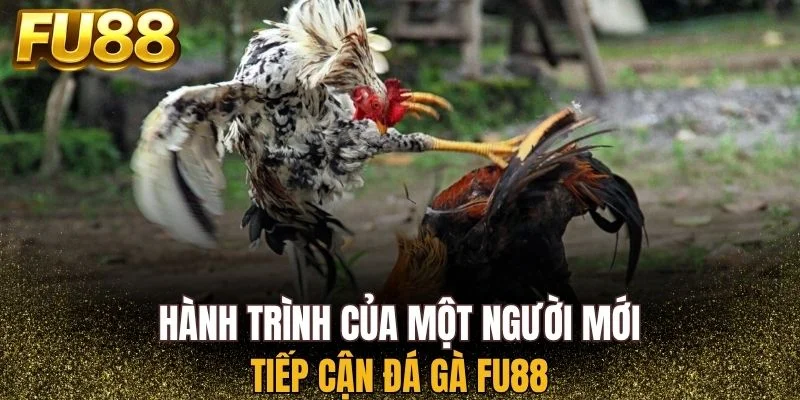 Người mới tiếp cận Đá gà FU88 nên bắt đầu từ đâu?