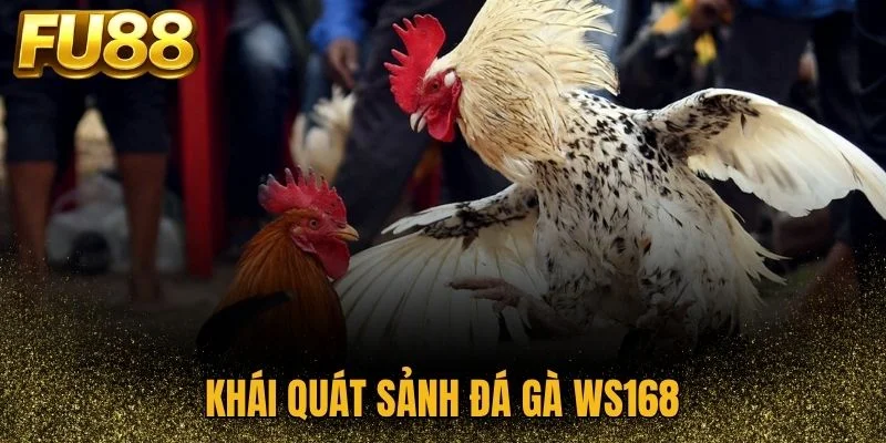 Giới thiệu sảnh đá gà WS168
