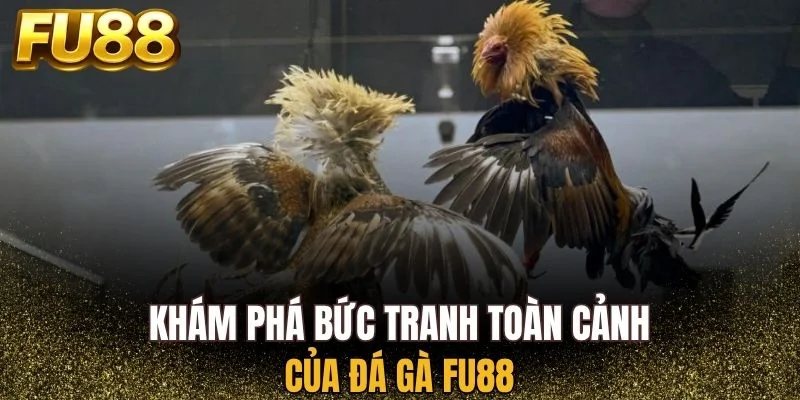 Khám phá bức tranh toàn cảnh của đá gà FU88