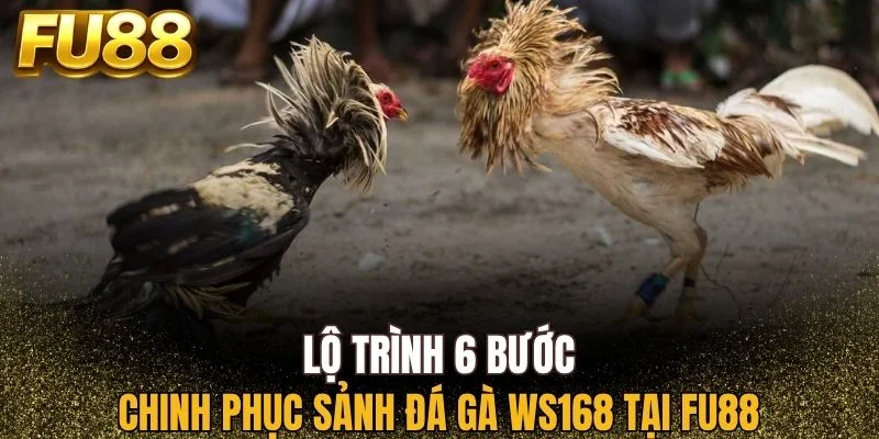 6 bước chinh phục sảnh đá gà WS168 cực hiệu quả tại FU88